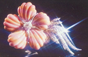corallo di pepoli